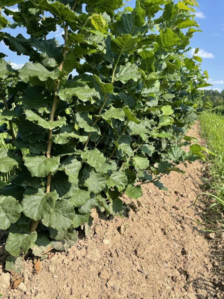 Plants de noisetiers, pépinière de noisetiers, le marcottage du noisetier