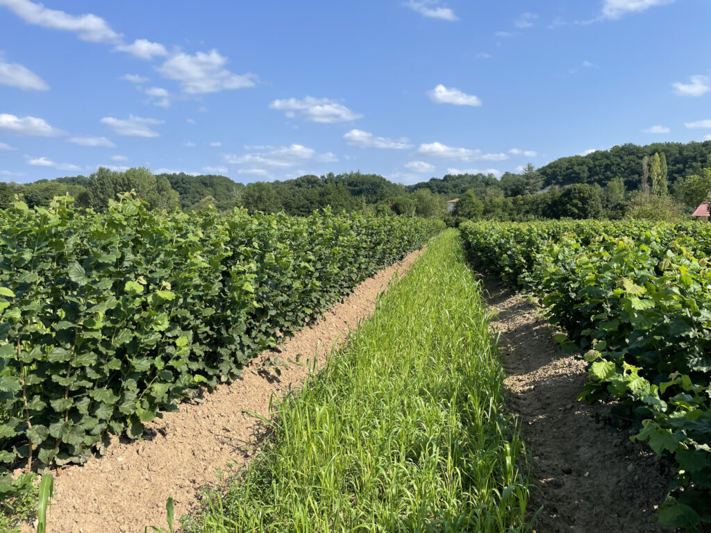 Plants de noisetiers, pépinière de noisetiers