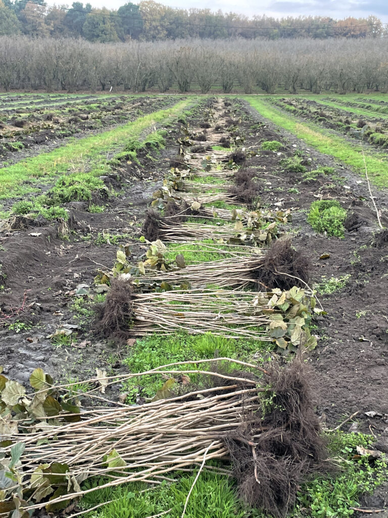 Plants de noisetiers, pépinière de noisetiers, le marcottage du noisetier