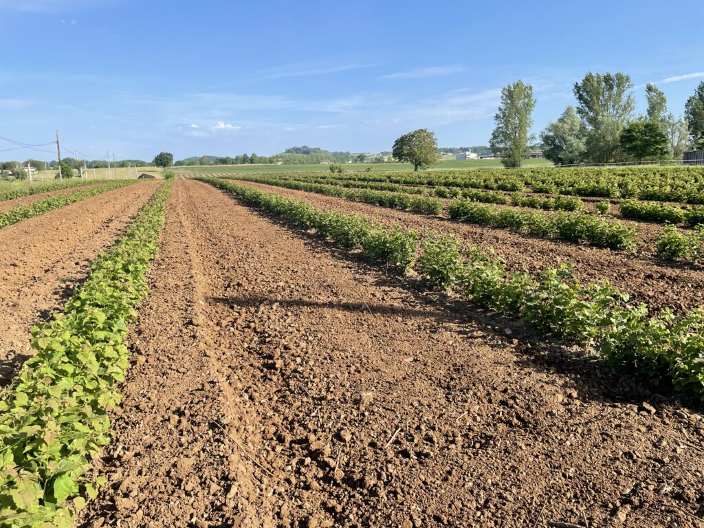 Plants de noisetiers, pépinière de noisetiers