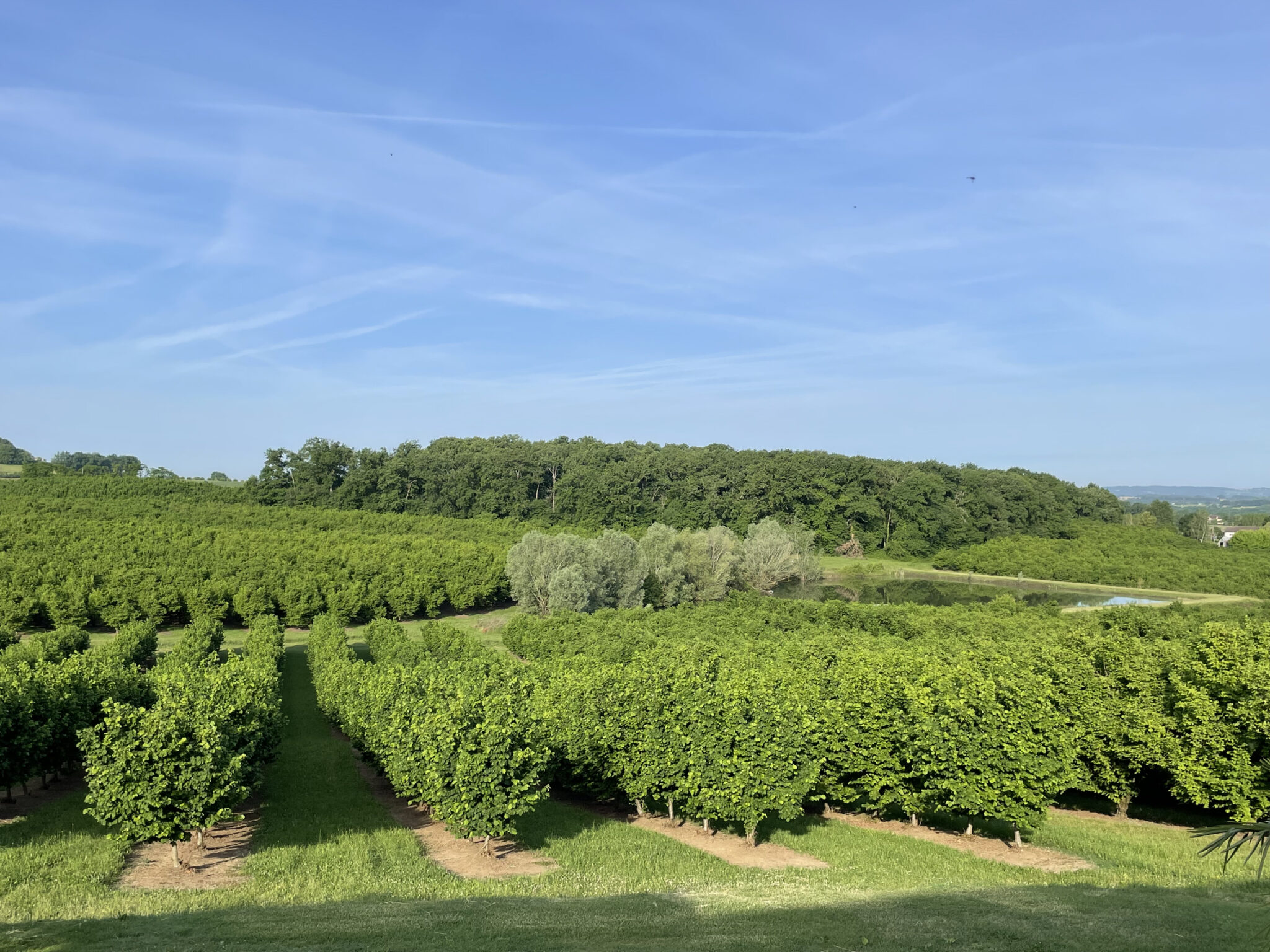 Verger de noisetier, plants de noisetiers, pépinière de noisetiers