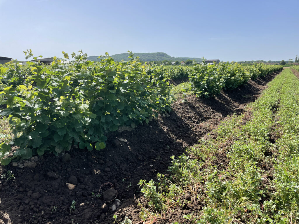 Plants de noisetiers, pépinière de noisetiers