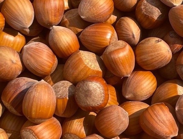 noisette variété coque