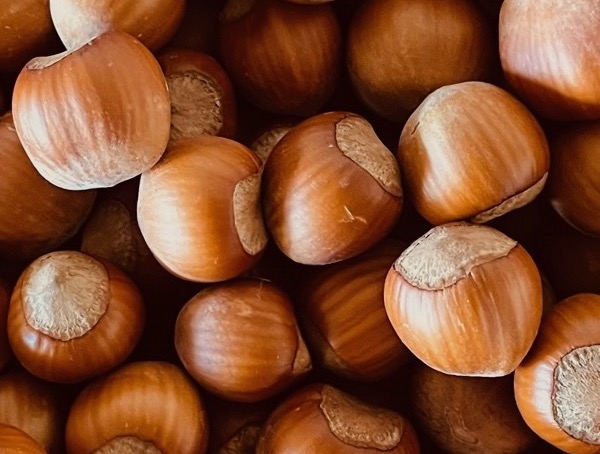 noisette variété coque