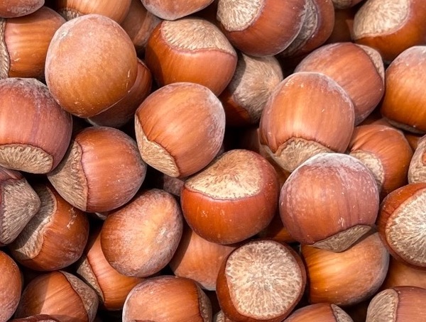 noisette Variétés d'industrie