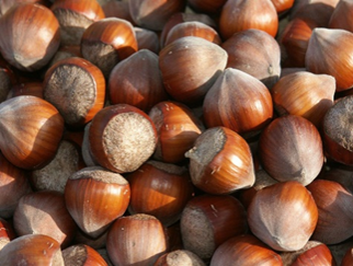 noisette variété coque