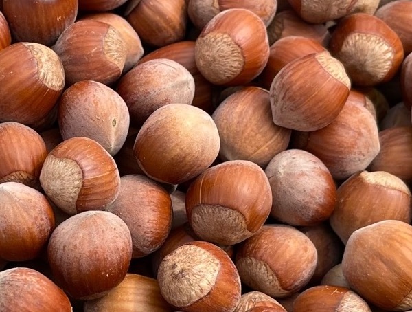 noisette Variétés d'industrie
