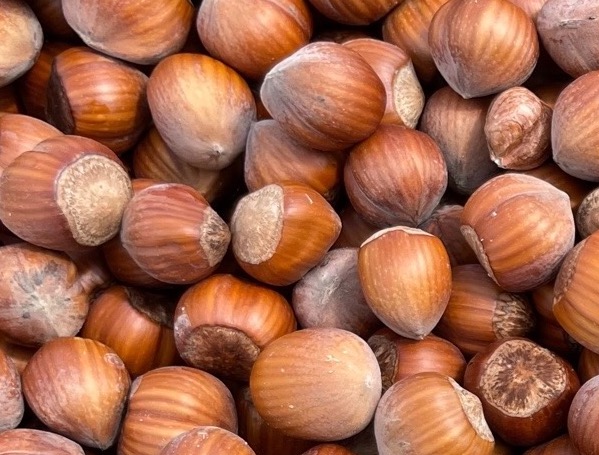 noisette Variétés d'industrie